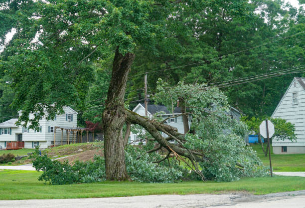  Washburn, ND Tree Service Pros